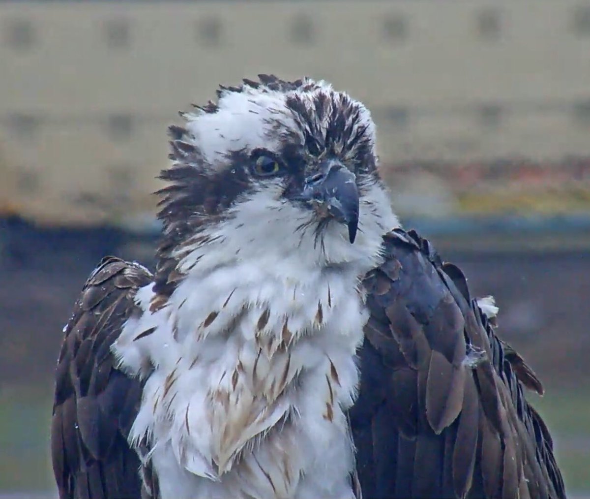 @HellgateOsprey What a wonderful way to start my day, looking at this glorious Osprey! Long live Queen Iris!! Enjoy your weekend #chows #beaniris #cornellbirds