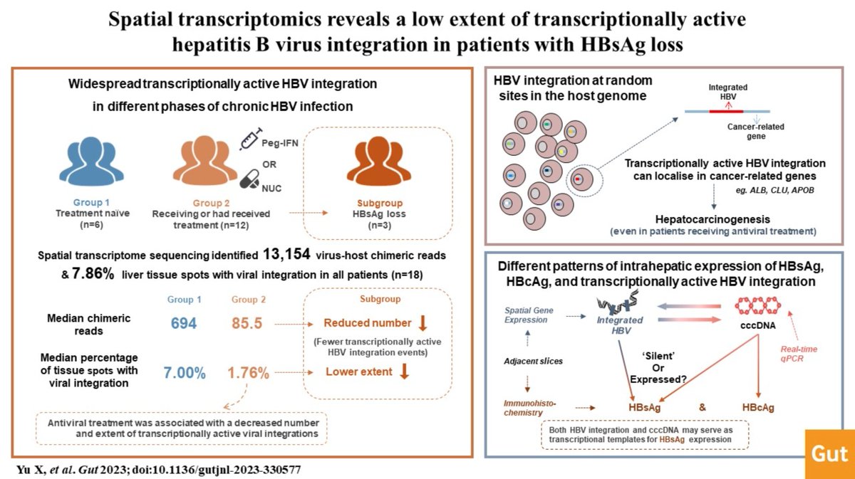 #GUTAbstract by Yu et al on the paper 'Spatial transcriptomics reveals a low extent of transcriptionally active hepatitis B virus integration in patients with HBsAg loss' via bit.ly/3vGR0IY Paper: bit.ly/4akU3Wz @yingjing06 #HBV #HepatitisB
