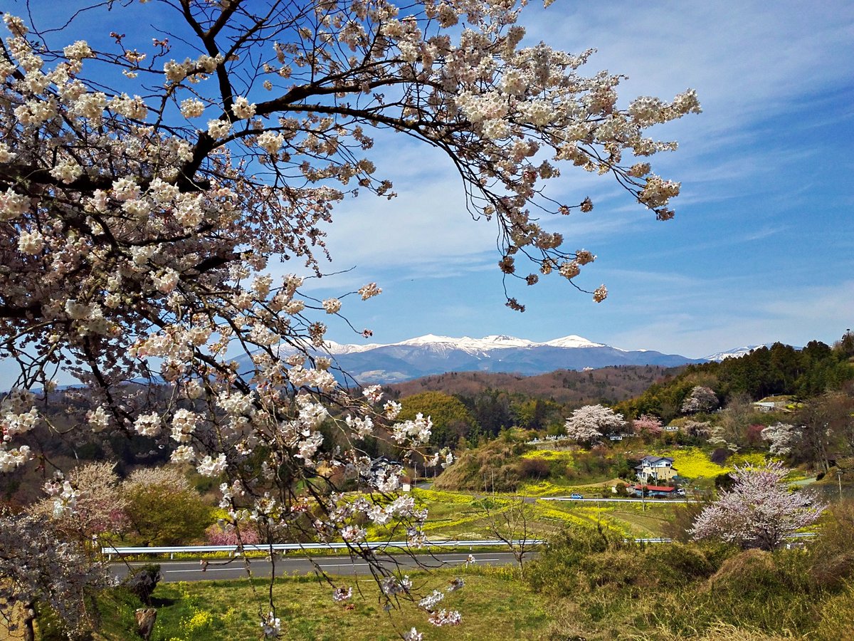 二本松 霞ヶ城公園の春
blog.livedoor.jp/denenlifemind/…
#花が好き　#TLを花でいっぱいにしよう #こんな時こそTLに花を咲かせよう