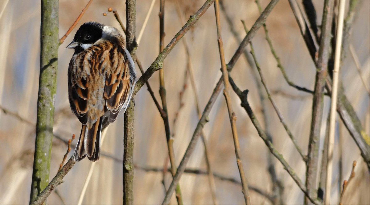 Simon Watts WILD Presentations tweet media