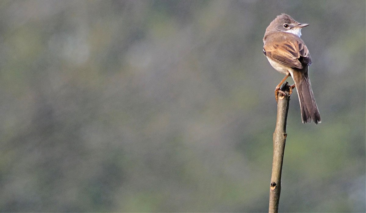 Simon Watts WILD Presentations tweet media