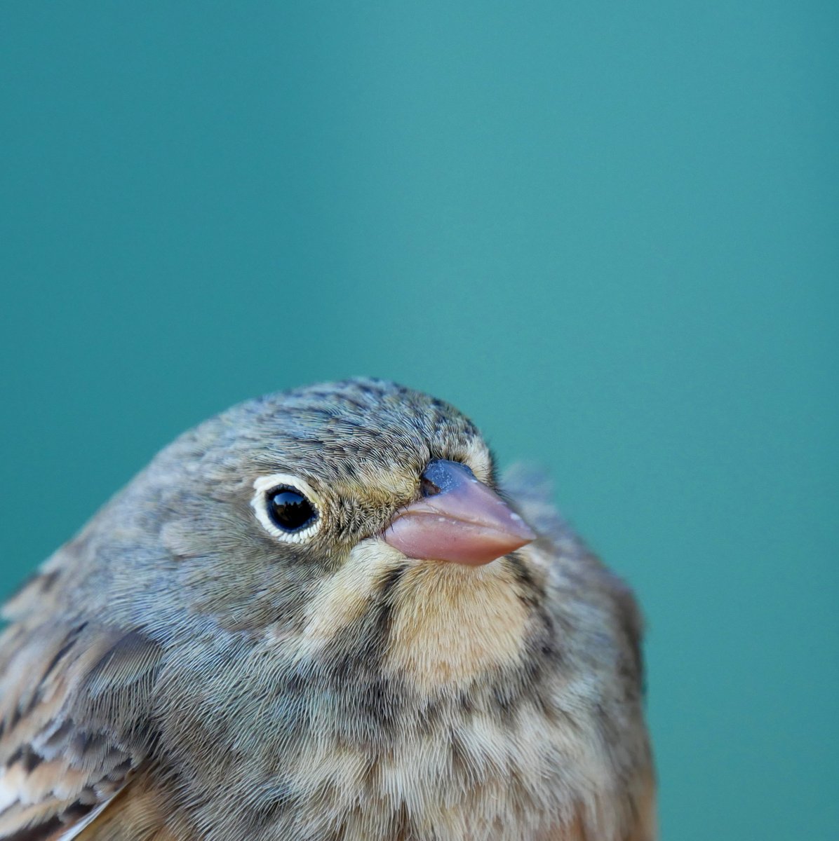 Spring 2024: Day #14 of Bird Ringing Close to 50 birds (of 18 sps) in total. The passage of Tree Pipits seems to peaking as it was once more the most abundant. New for the season was the Ortolan Bunting. Daily totals: trektellen.nl/count/view/169…
