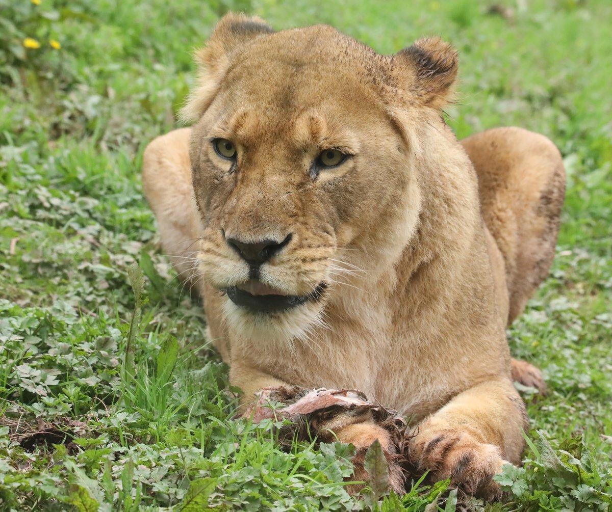 African Lionesses @PaigntonZoo #lioness