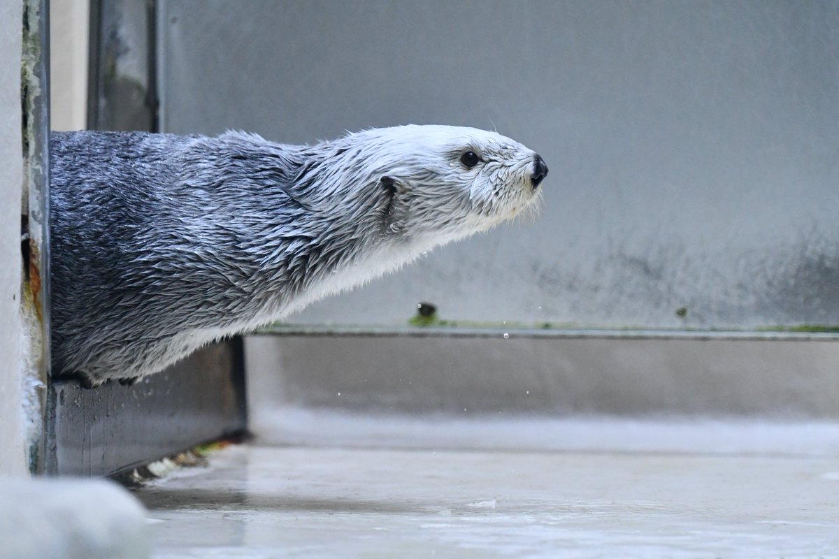 デッコイチャフ tweet media