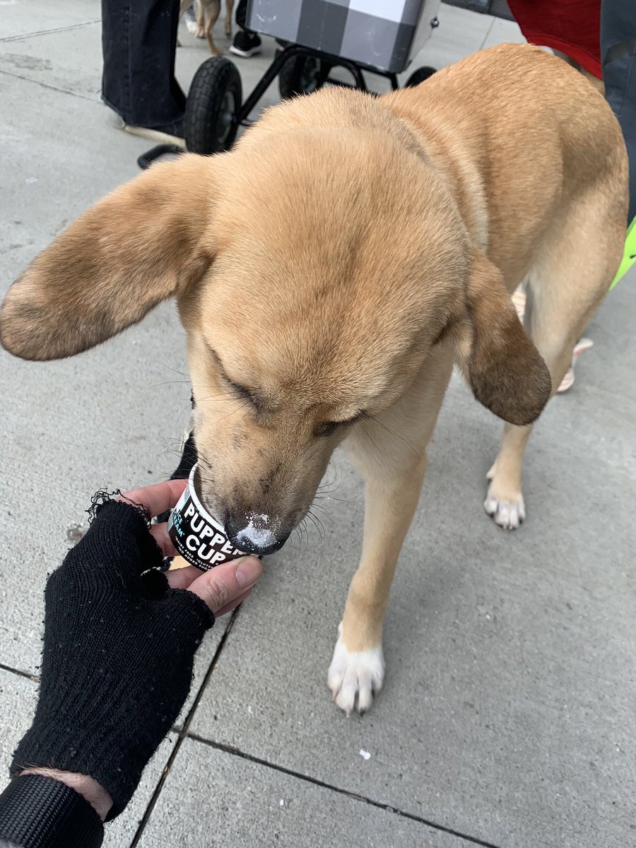 Someone got puppy ice cream yesterday