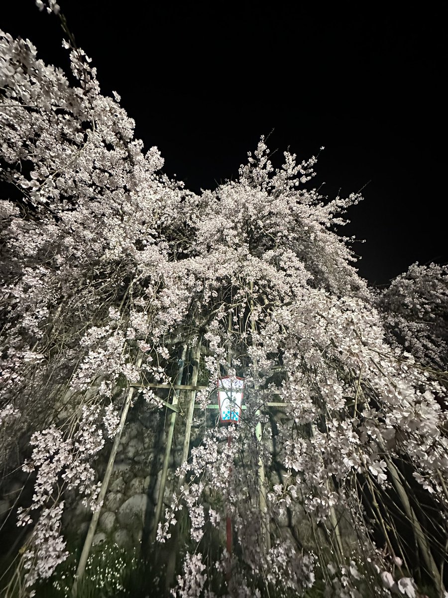 katsuri's tweet photo. @C2_STAFF 夜桜！舞鶴の吉田の枝垂れ桜！
今が見頃です！ https://t.co/HKorNv6iEx