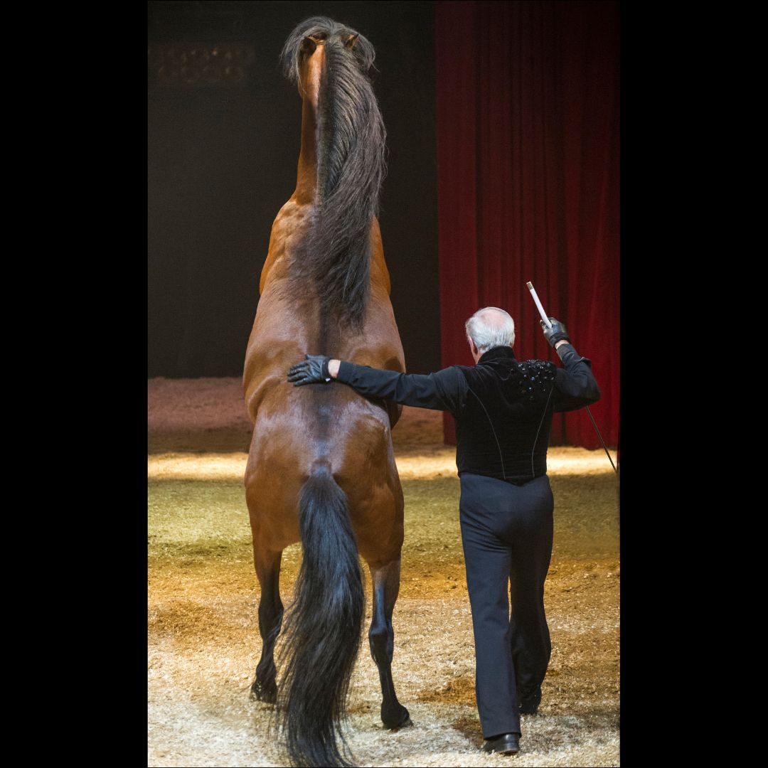Les Folies Gruss tweet media