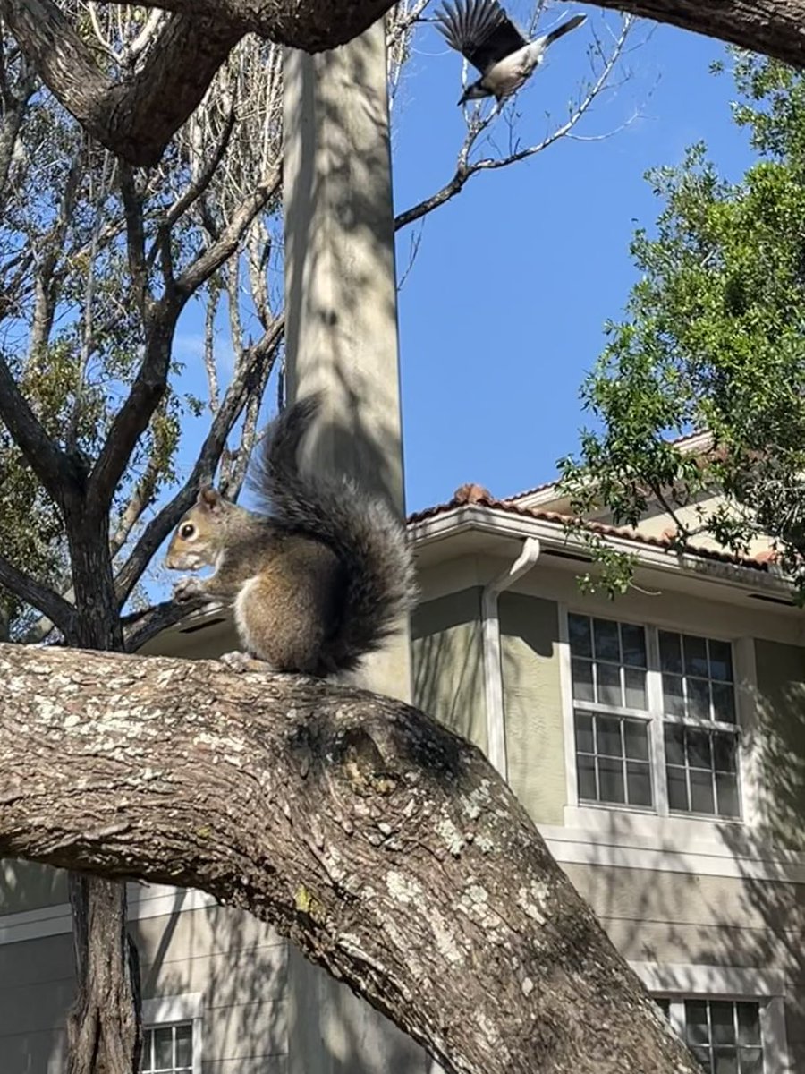 Walking the pup and throwing almonds to squirrels as I walk. This squirrel ran up the tree to snack and this blue jay in the tree decided to dive bomb to get an almond on the ground. I snapped this squirrel photo and caught the blue jay behind it.