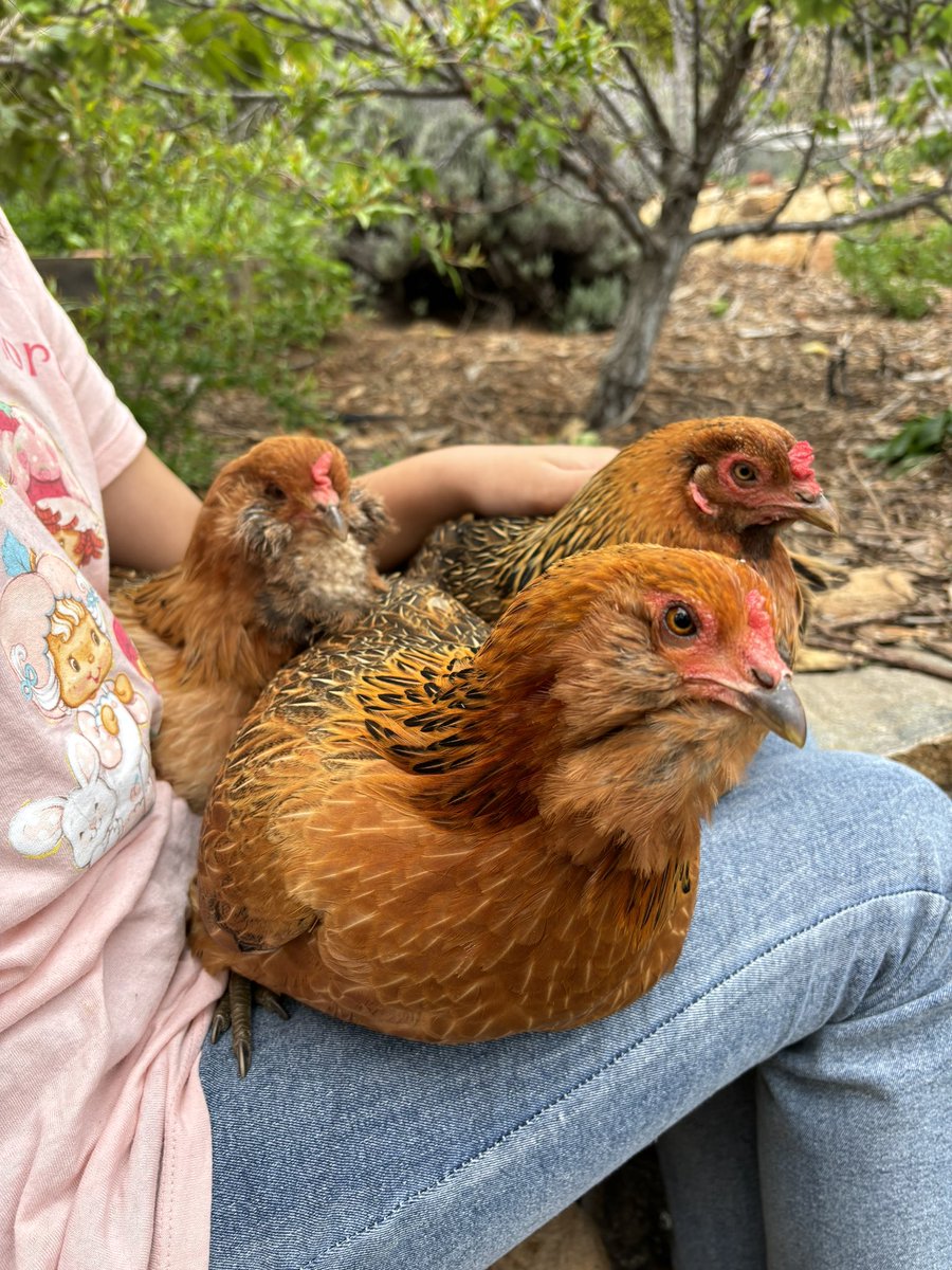 Good chicken morning from Chunk, Flower, and Galadriel.