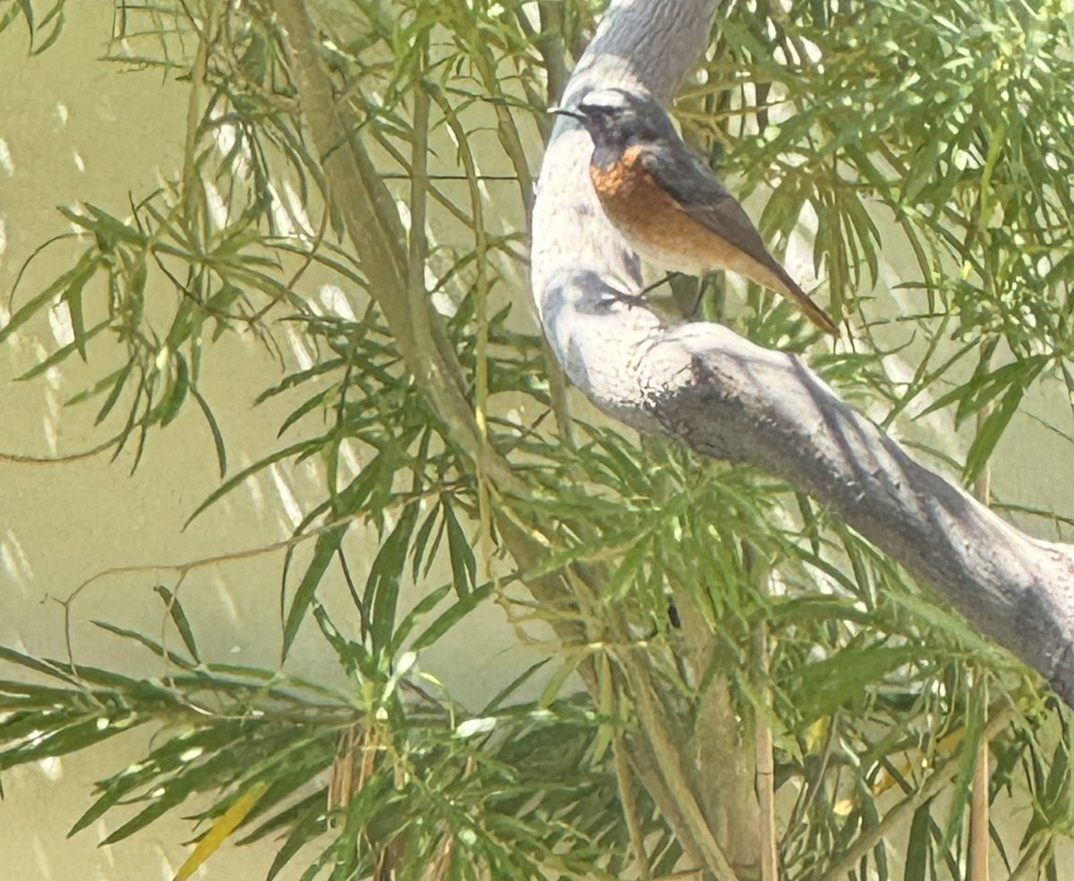 Not really a good photo but it’s Phoenicurus phoenicurus #BirdsOfUAE