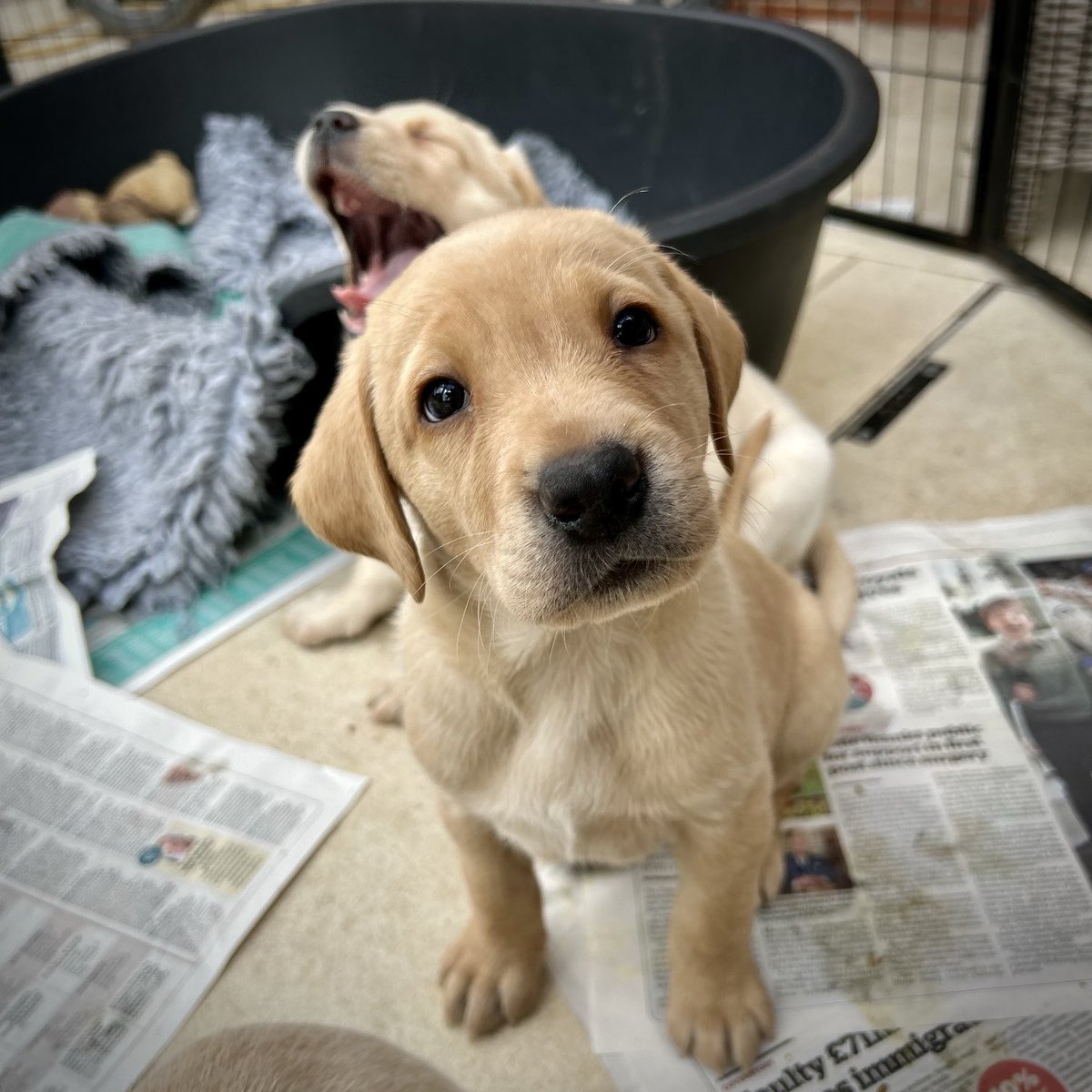 Pup portraits.