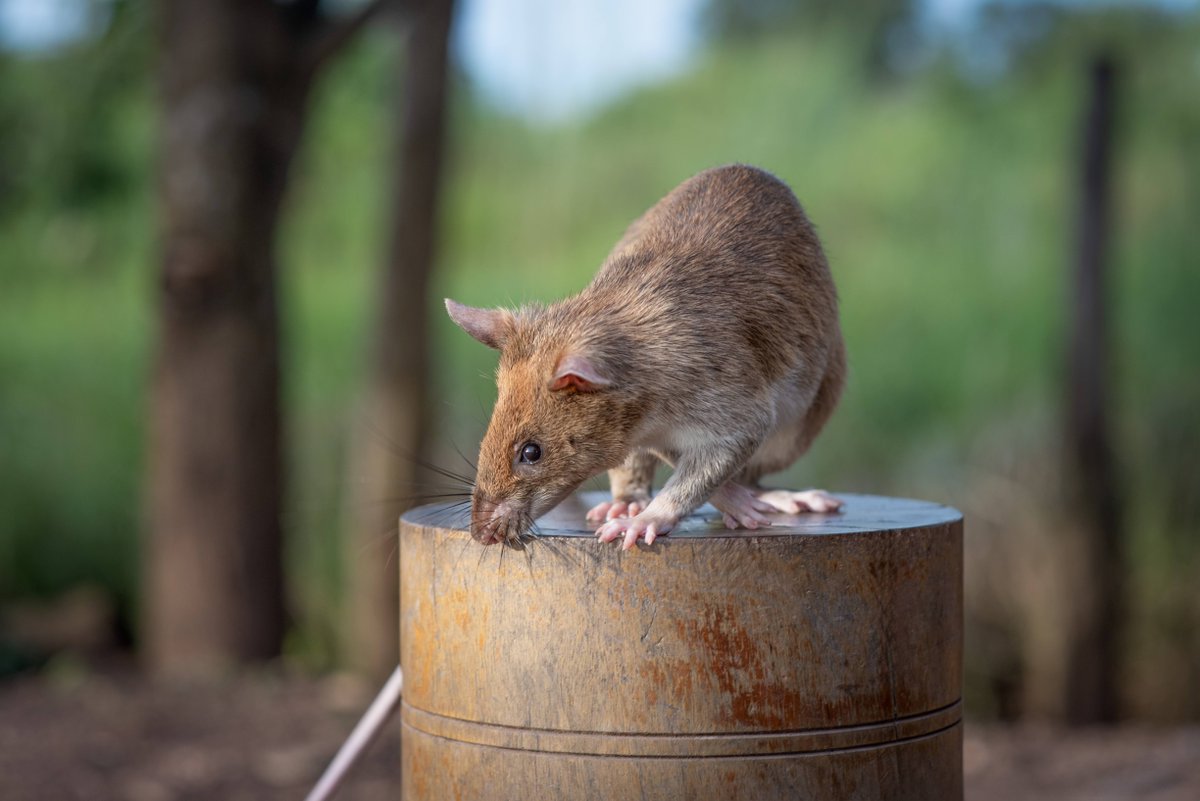 Happy Raturday! 🧡 Thank you so much to everyone who gave this week! Your generous support brings healing, hope, and new opportunities to those affected by #landmines and #tuberculosis (TB). Thank you for making a difference. #grateful #herorats #APOPO #savinglives #together