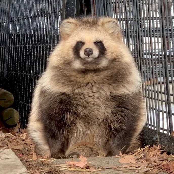 たぬきcorei5✨第11世代✨メモリ16GB✨SSD256✨