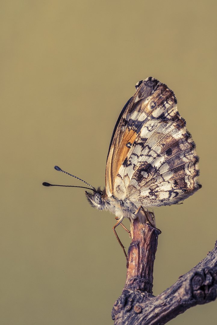 Mellodora tweet media