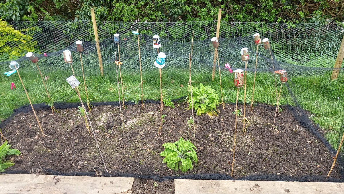 Finally! A great use for rubbish items before they go for recycling ... canes tops to support the veg netting! @GWandShows @GWmag #GardenersWorld #GardeningTwitter