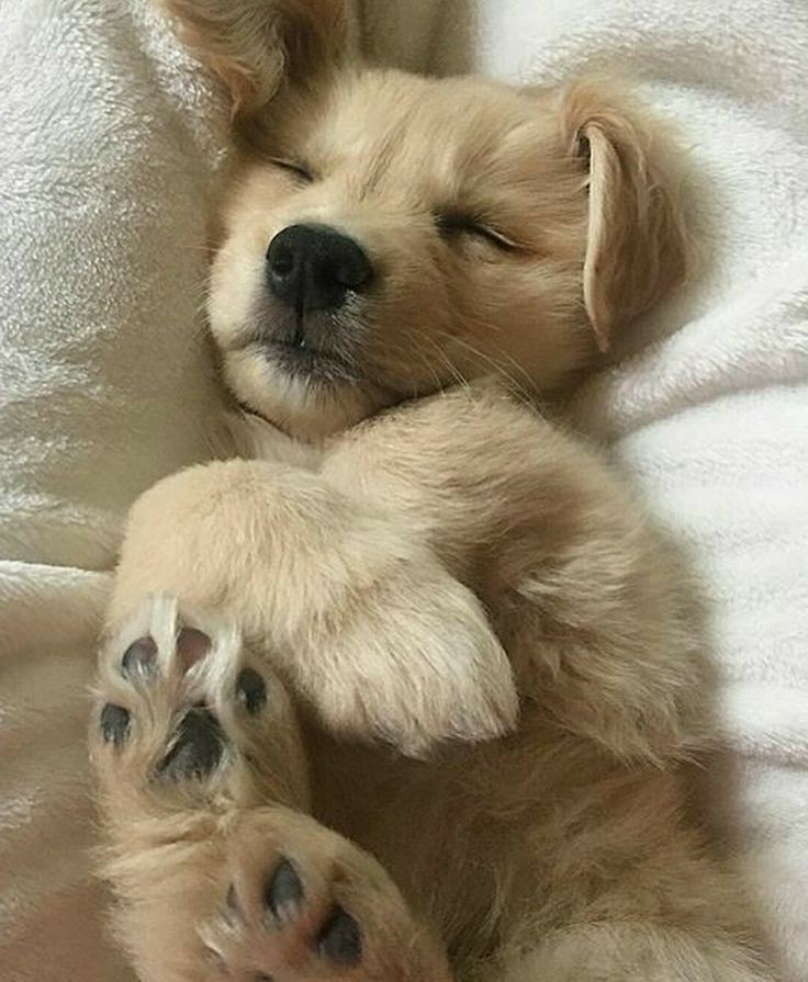 Animal Lover (@animal_fanlover) on Twitter photo 