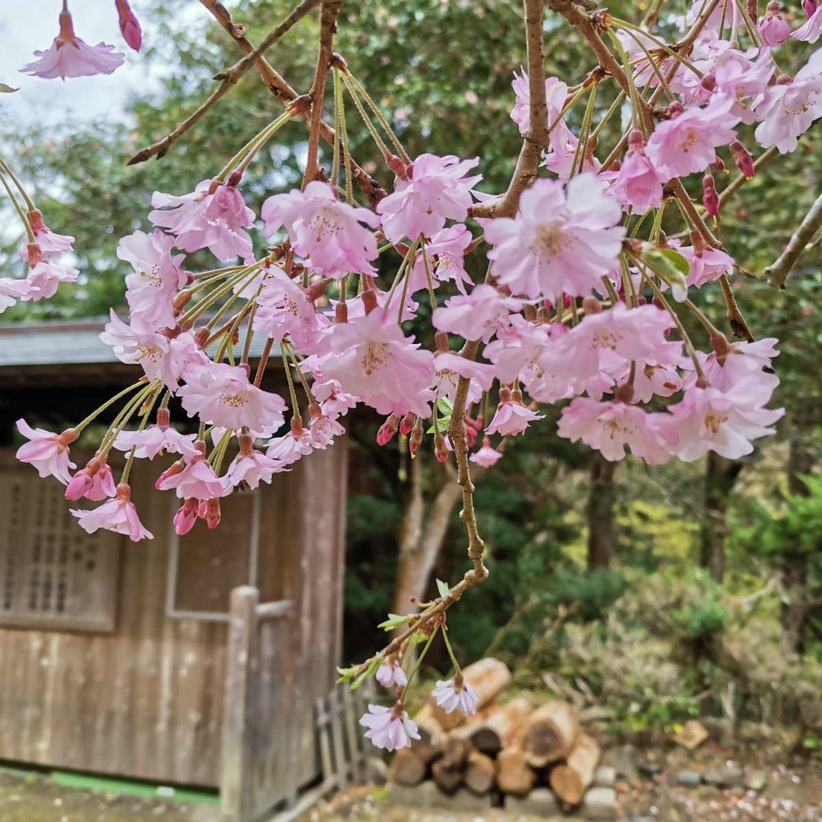 circlelabo_EN's tweet photo. For a stress-free day trip, we headed to #MinooPark in #Osaka. It's just a 40-50 minute walk from Hankyu Minoh Station to one of Japan's top 100 waterfalls, #MinohFalls. 🚶🌳
Along the way, there's a historical temple and charming cafes, making it an easy and enjoyable escape. 🌸 https://t.co/xkW6accIG4