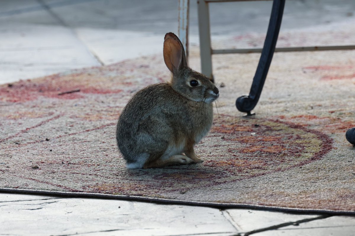 Little yard bunny is doing its best floof imitation this morning - it’s two degrees from the 30s, brrr! It was happy to see some seeds downs for the birds as its snacks in the bowl got soggy from overnight rain. Cottontail bunny SoCal