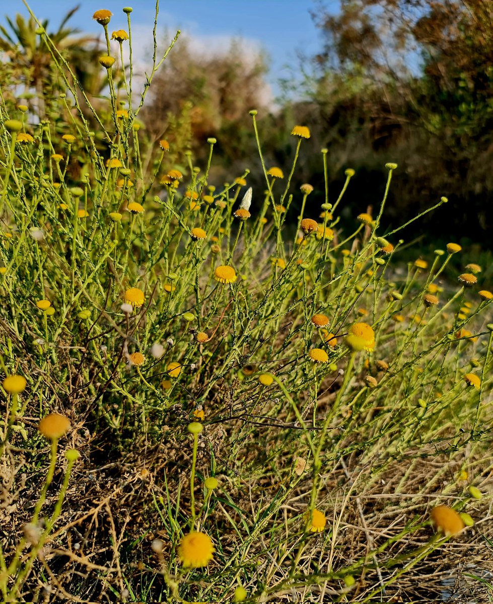 أبها - وادي البيح ......
