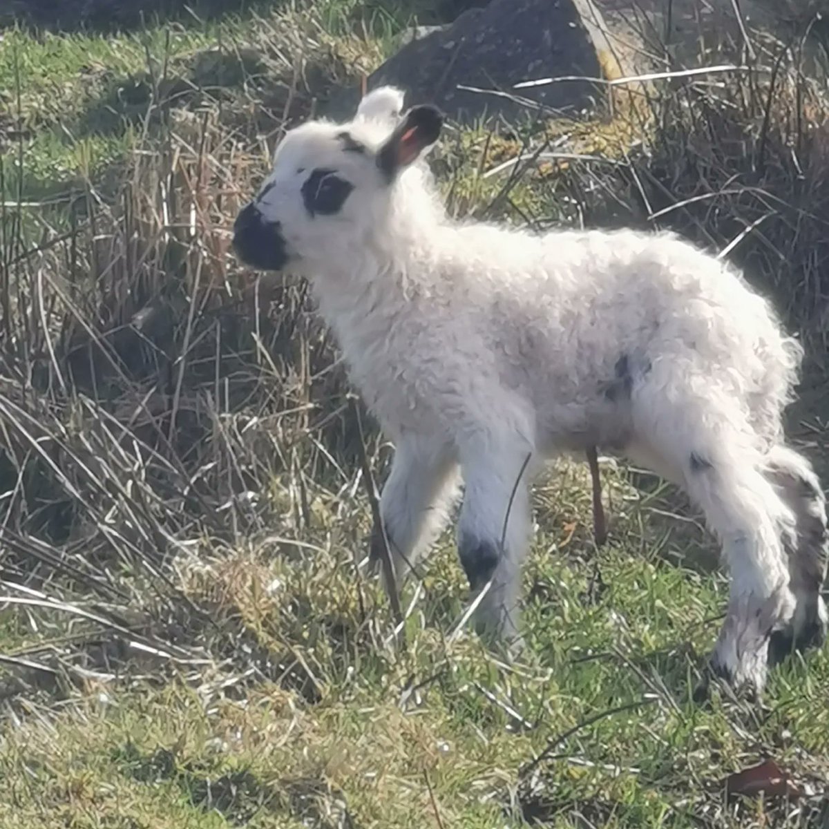 Finally a dry day some cracking Hebridean x Blue Faced Leicester lambs popping out #lambing2024 #Hebrideansheep #bluefacedleicester