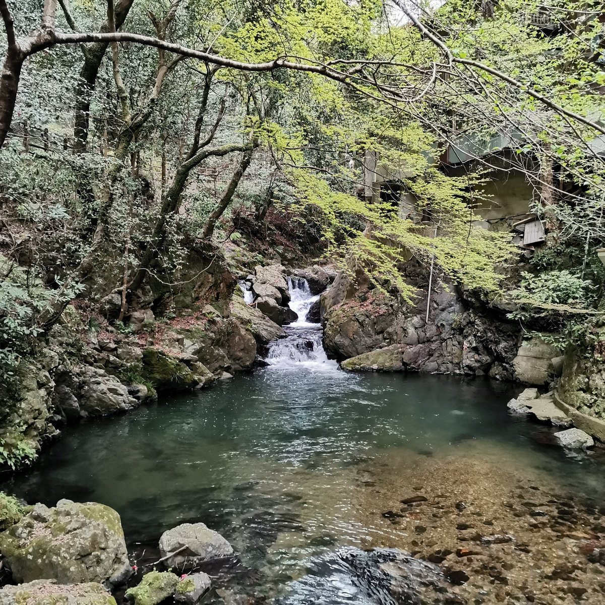 circlelabo_EN's tweet photo. For a stress-free day trip, we headed to #MinooPark in #Osaka. It's just a 40-50 minute walk from Hankyu Minoh Station to one of Japan's top 100 waterfalls, #MinohFalls. 🚶🌳
Along the way, there's a historical temple and charming cafes, making it an easy and enjoyable escape. 🌸 https://t.co/xkW6accIG4