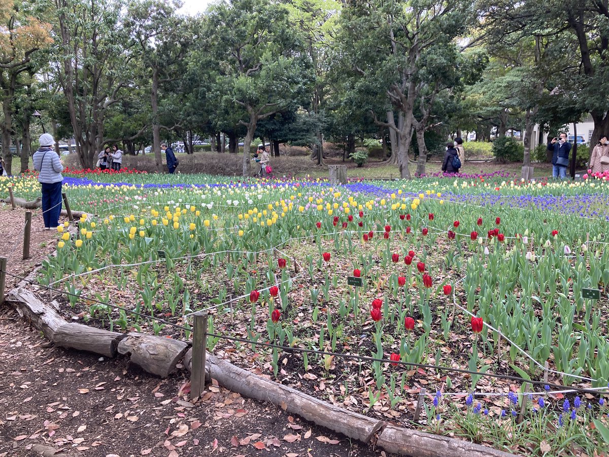 tellme002's tweet photo. 今日はお昼は猿江恩賜公園でお花見、夜家に帰ってからは大会後初めてのリカバリーラン。

2ヶ月連続でのフルはやっぱり蓄積ダメージが多いのかまだまだ筋力、心肺的にも重たい感じなので4月の間はゆっくりとケアに努めてマイペースで走ります👍 https://t.co/IU7yxip5Yy