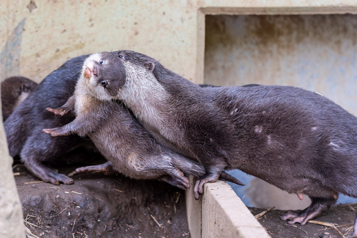 ワイルドなおかあさんに振り回されるベビウソの顔がツボ #智光山公園こども動物園, image size:1200x800