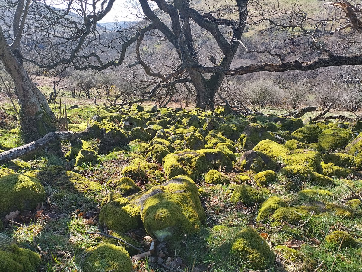 Perhaps this is where the fairies gather to soak up the morning sun? Mossy boulders beneath bare mature trees along the college burn. @NlandNP #mossmonday #Fairytale