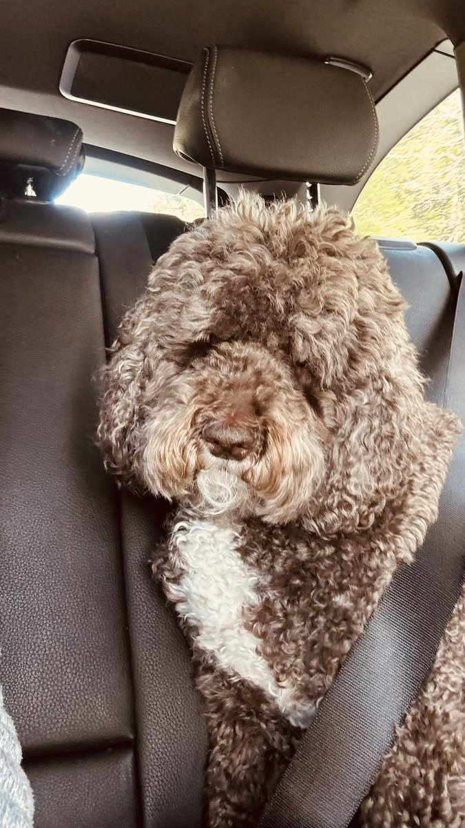 Going for a car ride to see more humans in Pennsylvania