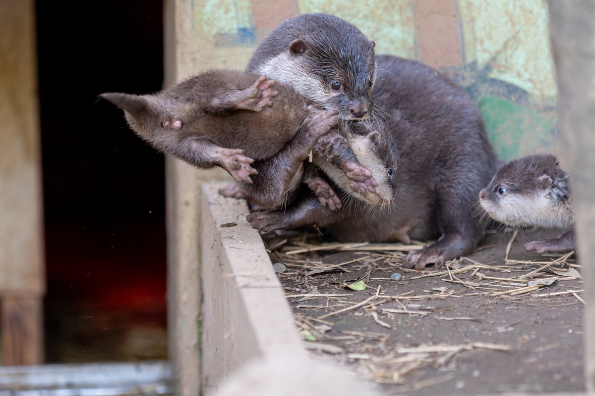 ワイルドなおかあさんに振り回されるベビウソの顔がツボ #智光山公園こども動物園, image size:1200x800