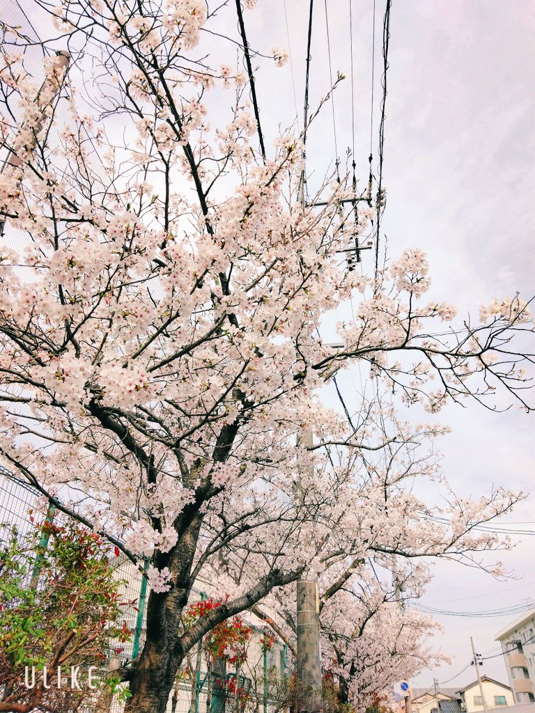 今日はマミーと地元の中学校の 桜を見に行きましたー！ 神社にも行って、ちろるが早く 治りますようにとお祈りも⛩️ 桜、綺麗でした(* ˊ꒳ˋ*) #お花見 #お花見散歩