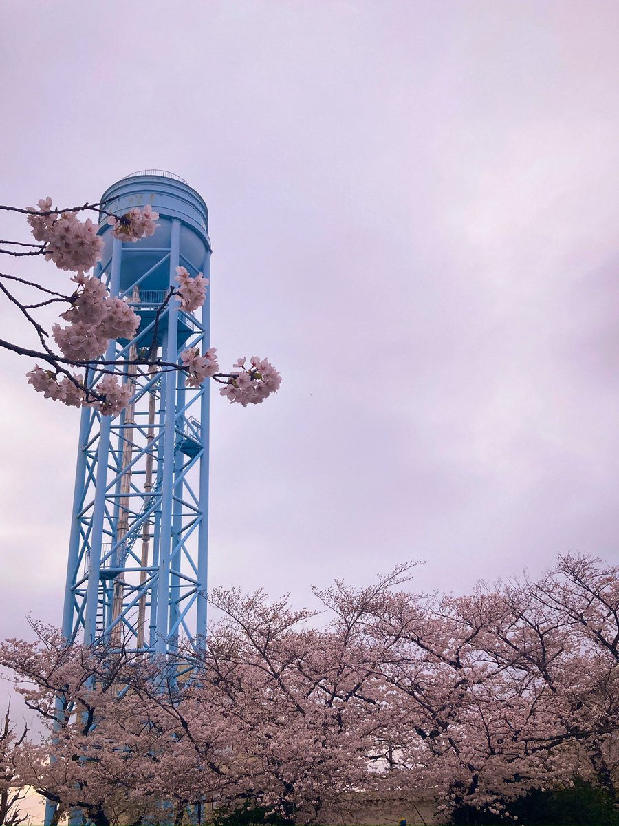 hirokiuchiyama's tweet photo. 【Instagramより(3/10)】
#HirokiPhotoDiary2024 
#桜 #染井吉野 #桜満開 
#ソメイヨシノ #ハナニラ #SpringStarFlower #水色 https://t.co/9jDjDcq1PT