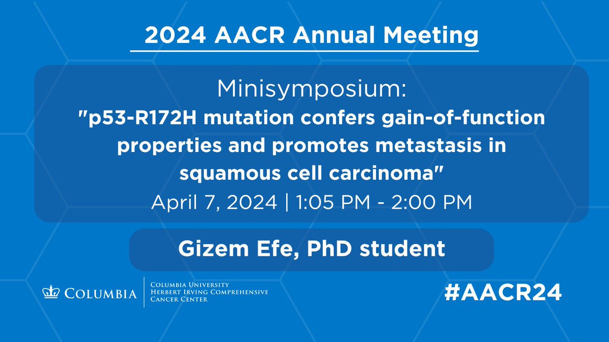 Tomorrow at #AACR24 - understanding the mechanisms behind different TP53 mutations in promoting metastasis could lead to new ways to treat ESCC and other SCCs. New research from the Rustgi lab will be presented by Gizem Efe, PhD (@GizemEf07751138). abstractsonline.com/pp8/#!/20272/p…