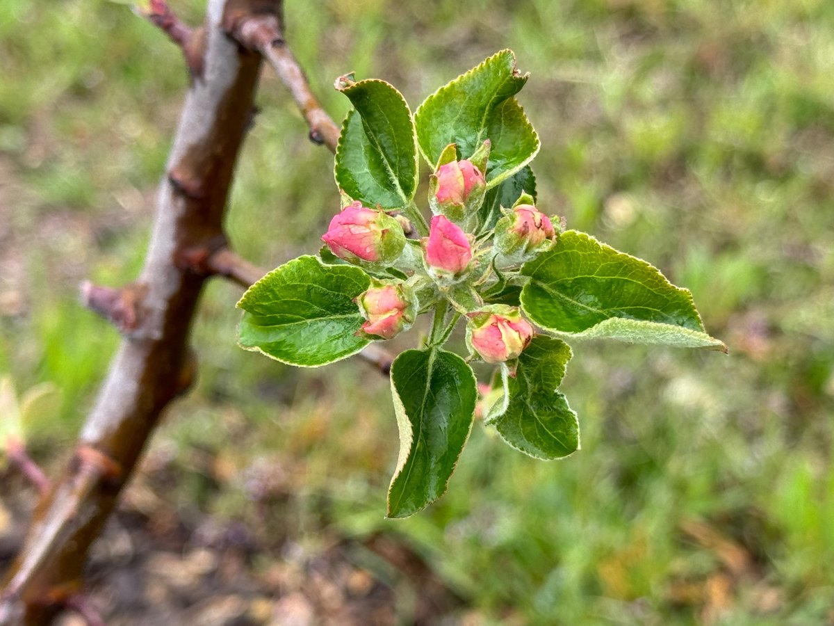 Apples have arrived.