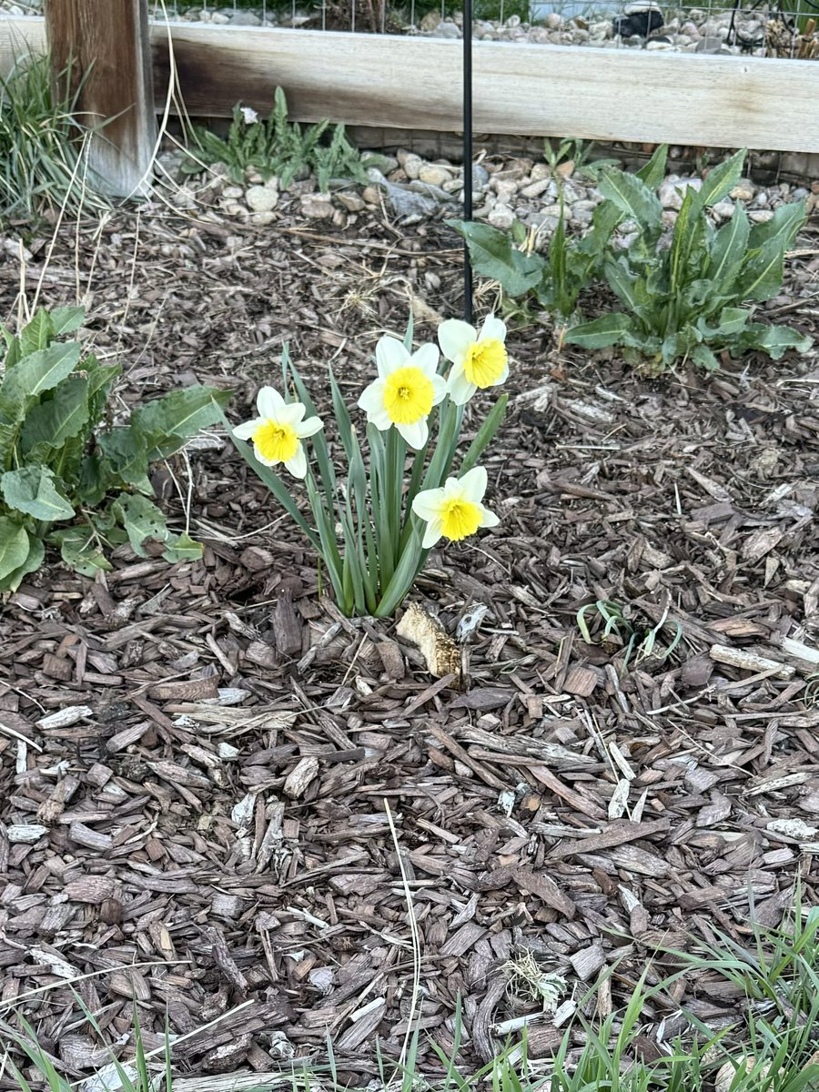 first flower to show after winter long slumber sprouted out of earth #haikuSaturday