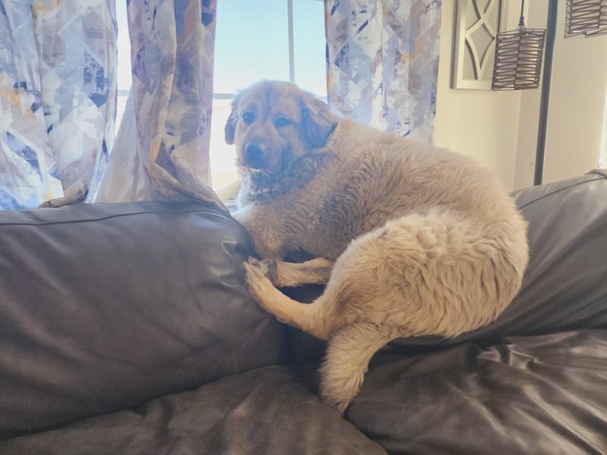 😂😂😂 on a lighter note,  Lilly Rose has created a permanent butt dent in my leather sofa. She sits on