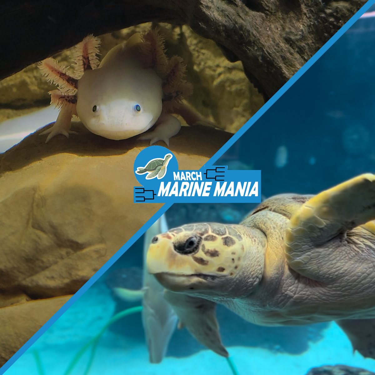 Cast your vote for in the FIN-al Four! Reply which animal you're sending to the championship ⬇️ #MarchMarineMania River otters or cownose rays against axolotls or the loggerhead sea turtle?