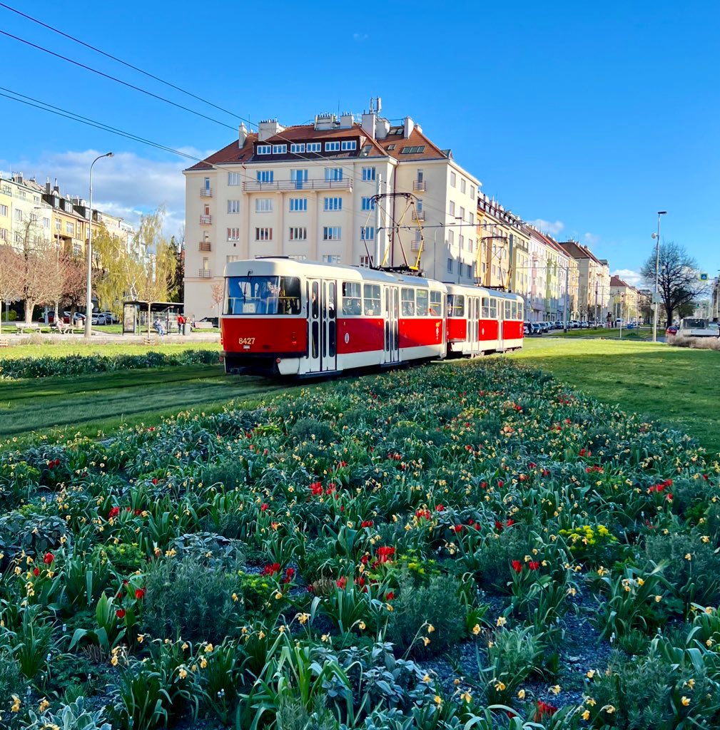 not to over-romanticize prague, but there are trams running through fields of flowers