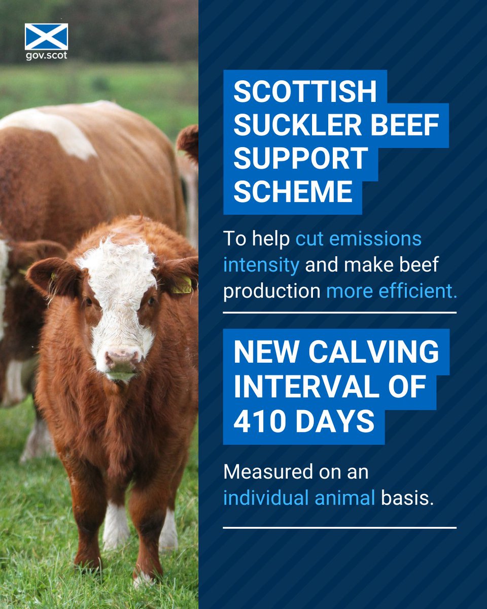 New criteria for agricultural support will help farmers and crofters meet more of our food needs sustainably. From 2025 a calving interval of 410 days will be added to the Scottish Suckler Beef Support Scheme to make beef production more efficient. ➡️ bit.ly/3J6eDO8