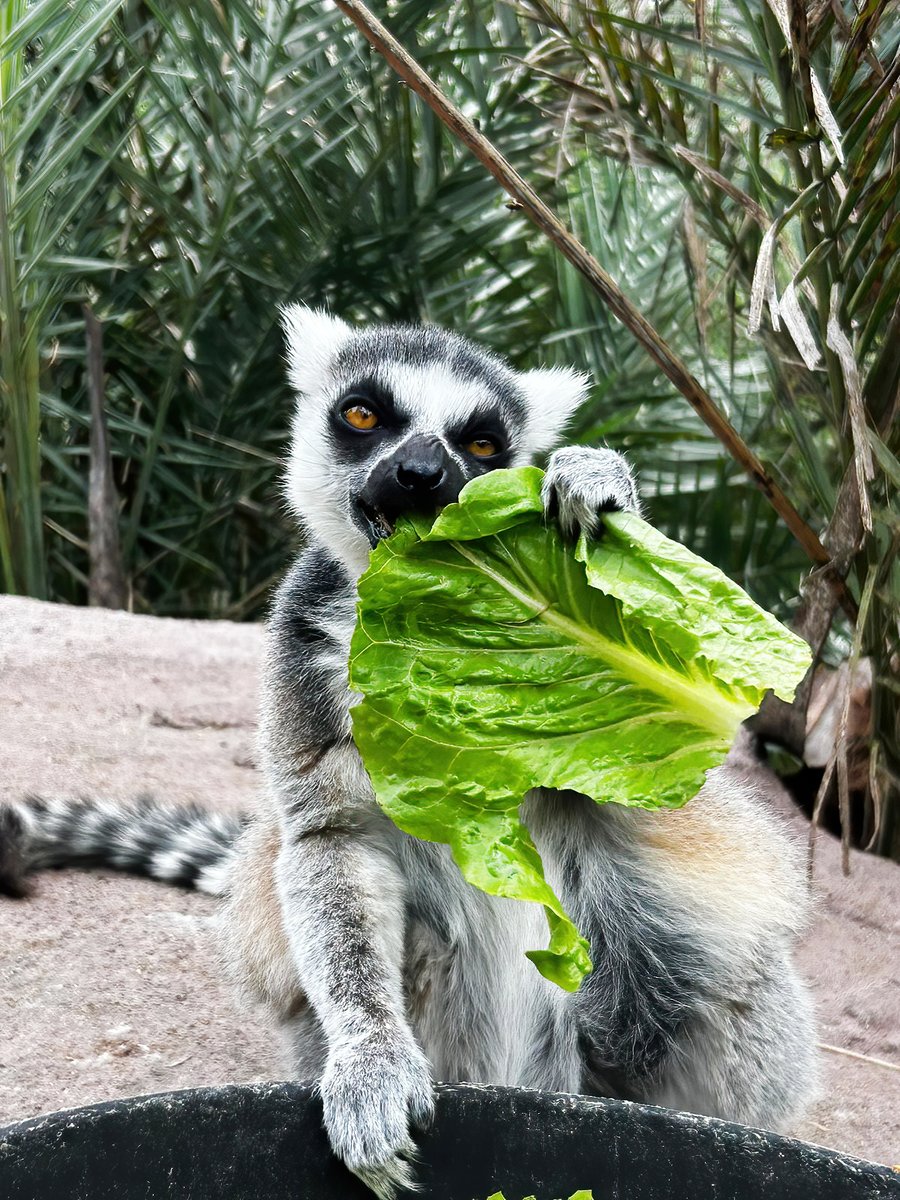 Lettuce teach you a bit about lemurs! They enjoy feeding on leaves, flowers, fruit and veggies. That's just the tip of the iceberg! Lemurs are the world's largest pollinators. They romaine the main pollinators of the traveler's palm! 📸: Veronica Villalpando #GPZoo