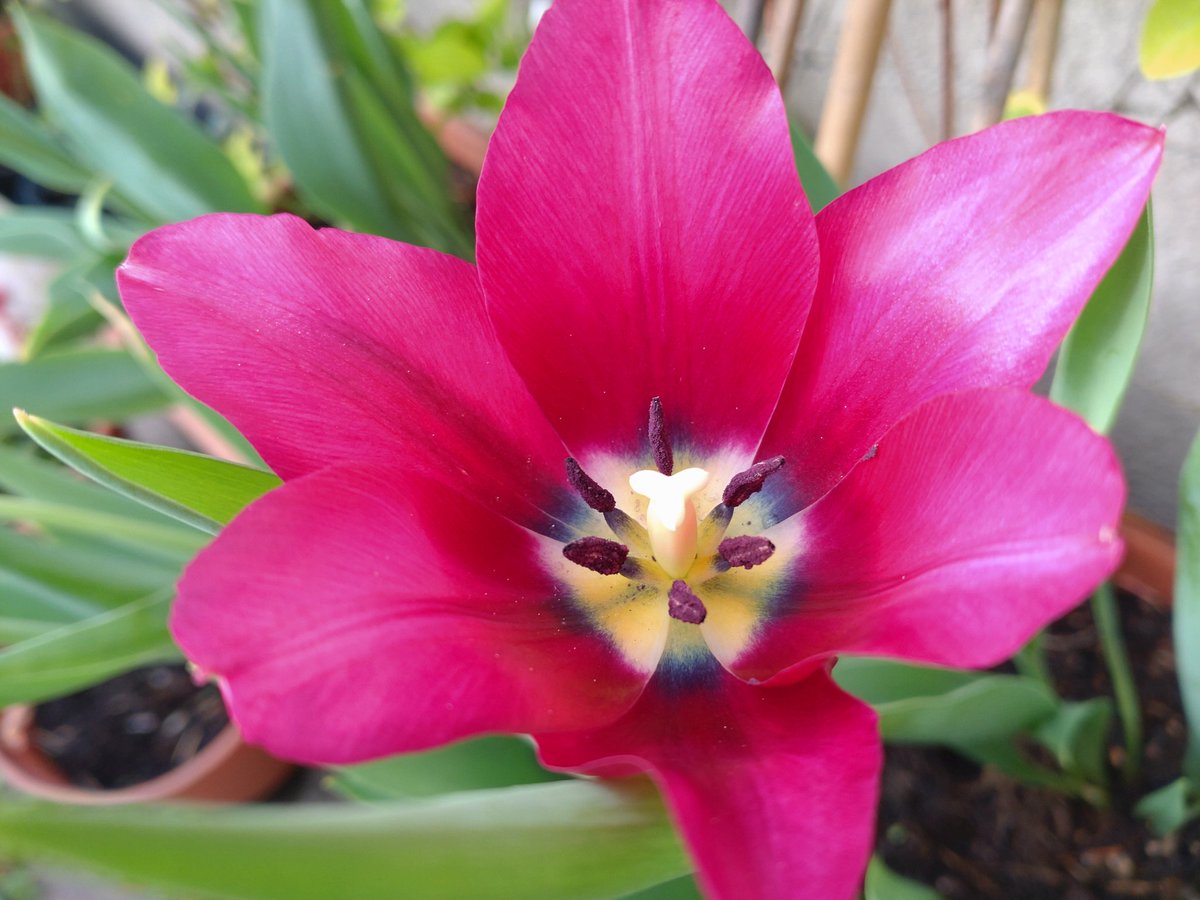 cheerssu's tweet photo. #WeekendVibes #SpringAtLast
#flowerpower #April2024
@StormHour @ThePhotoHour https://t.co/YHhvPUacuG