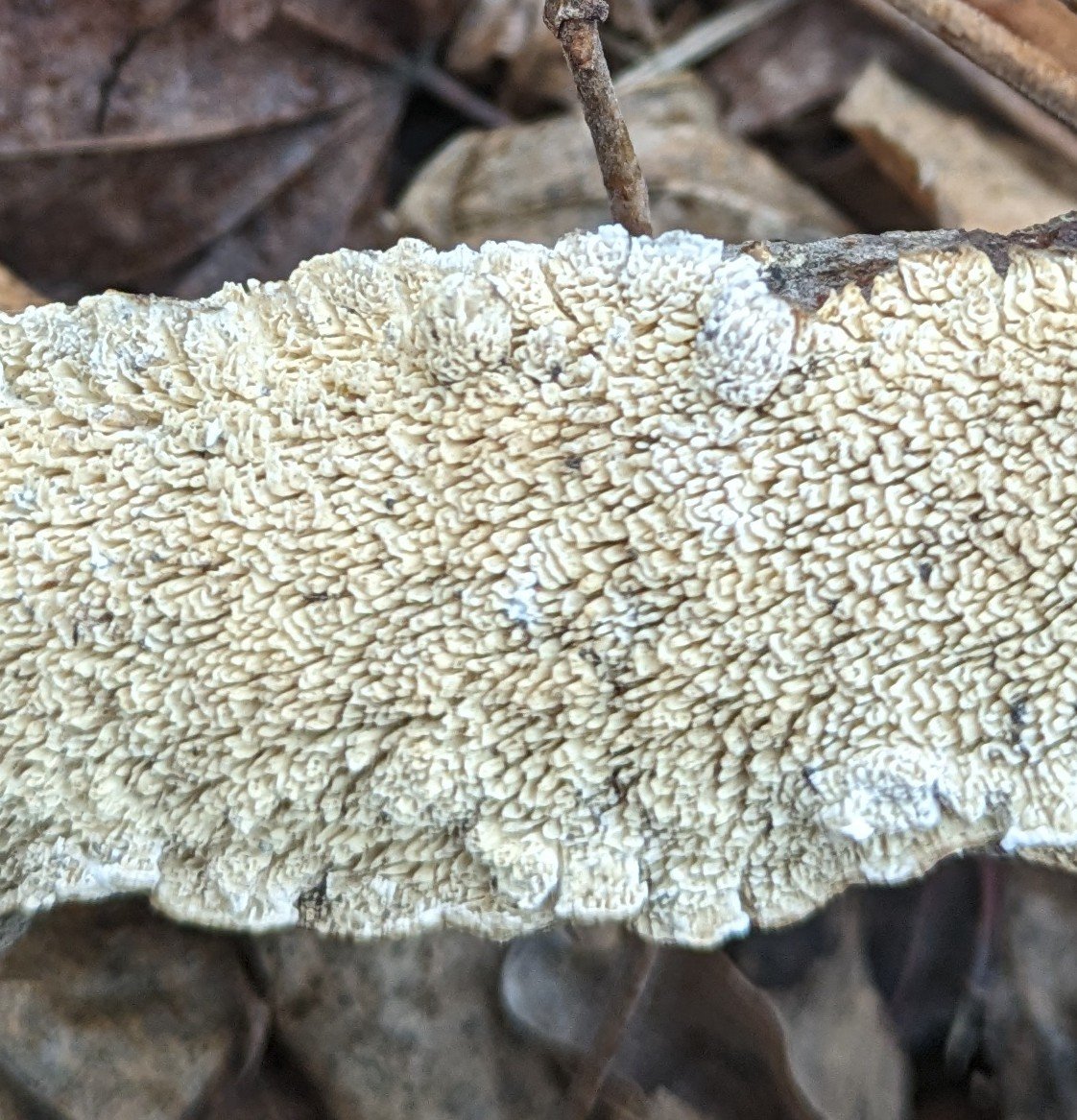 Furry-looking Milk-White Toothed Polypore (Irpex lacteus) mushroom #mushroom #fungi #milk #newyork