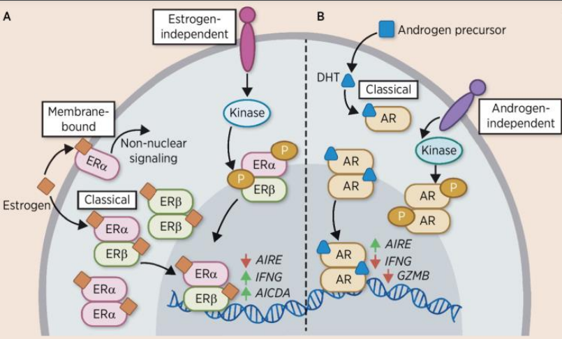 Cancer Immunology Research (@cir_aacr) on Twitter photo If you’re attending the #AACR24 Educational Session "Beyond CD8 T Cells: Targeting CD4 T Cells in Cancer," read the review on differences in male and female immunity, by session speaker Elise Alspach (<a href="/AlspachLAb/">AlspachLab</a>).
bit.ly/3TFPpek
<a href="/slusom/">SLU Medicine</a> <a href="/AACR/">AACR</a> If you’re attending the #AACR24 Educational Session "Beyond CD8 T Cells: Targeting CD4 T Cells in Cancer," read the review on differences in male and female immunity, by session speaker Elise Alspach (<a href="/AlspachLAb/">AlspachLab</a>).
bit.ly/3TFPpek
<a href="/slusom/">SLU Medicine</a> <a href="/AACR/">AACR</a>