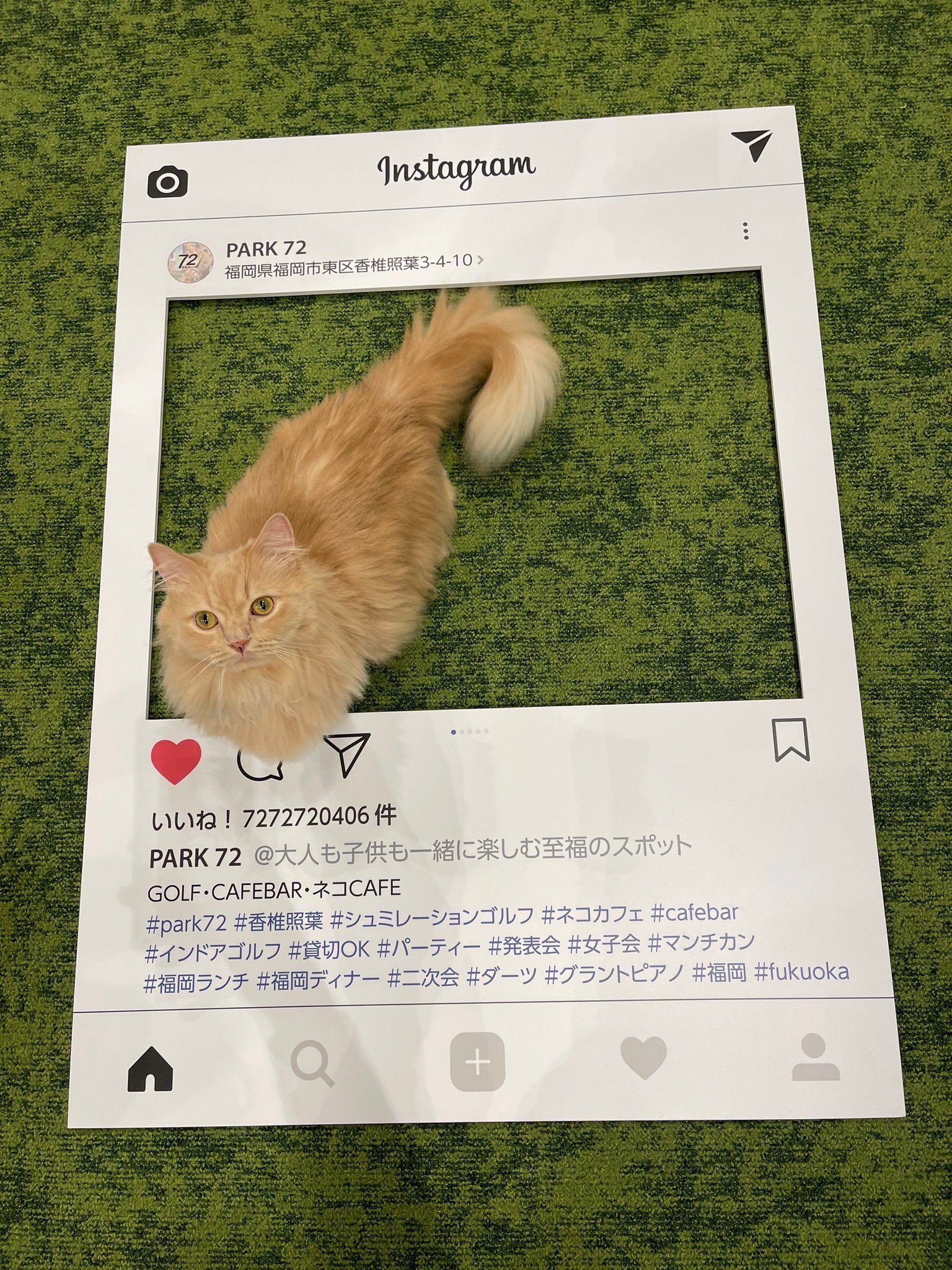 カフェねこ❶ FuFu cats 元町駅から徒歩5分 猫カフェ＆猫ちゃんの販売専門店
