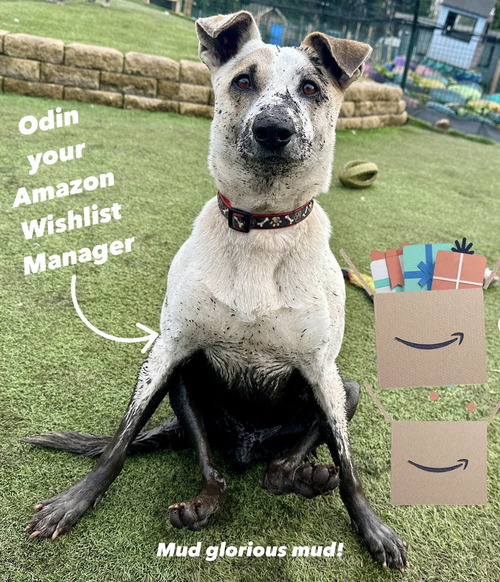 Dogs 4 Rescue tweet media