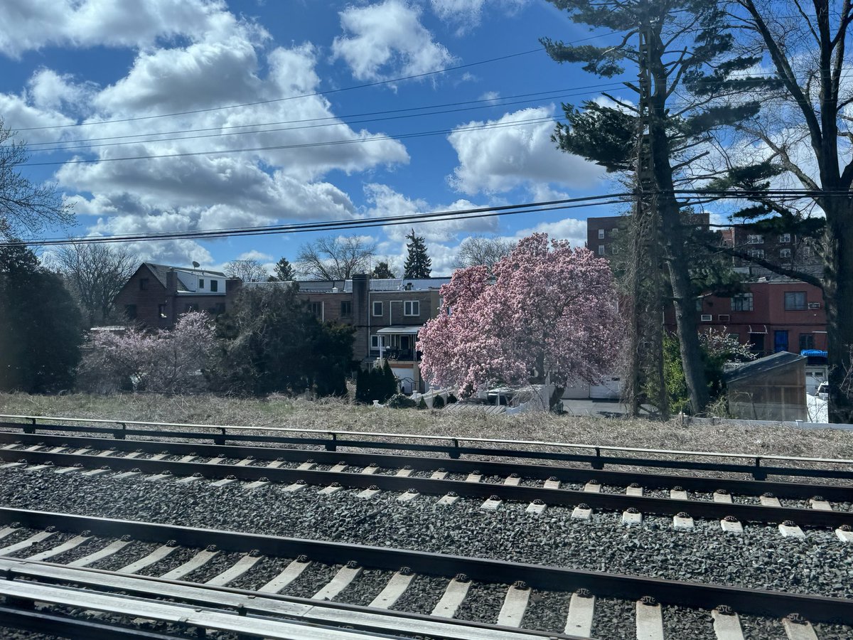 ニューヨークは意外と桜が多い
