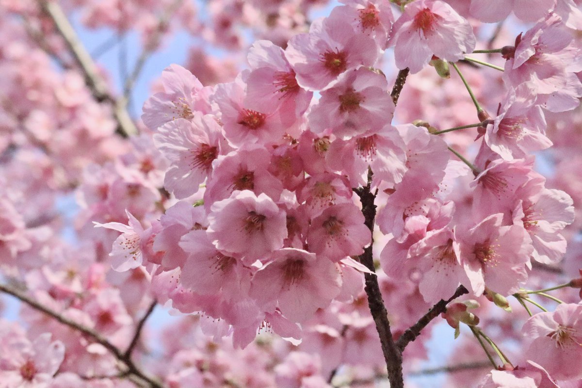 blackmnr's tweet photo. 先週の陽光桜でーす🌸🌸🌸
 #TLを桜でいっぱいにしよう https://t.co/cpKQPj5R0i