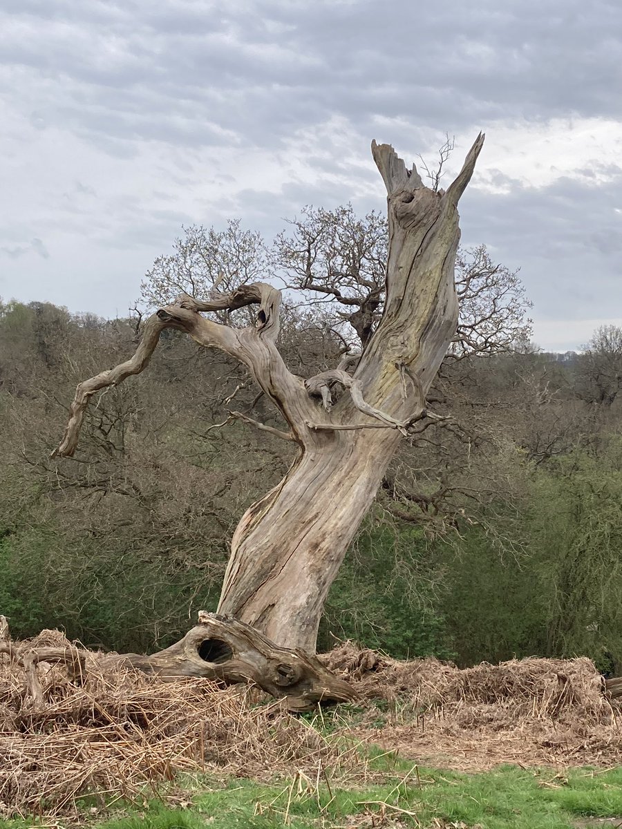 Spotted Bluebells first time this year. Anyone else spotted any yet? <a href="/holnicoteNH/">Nigel Hester</a> <a href="/SusanLocke7/">Susan Locke</a> @ShaunGDavey <a href="/PostedInThePast/">#PostedInThePast | Helen Baggott</a> @ExmoorwithJack
