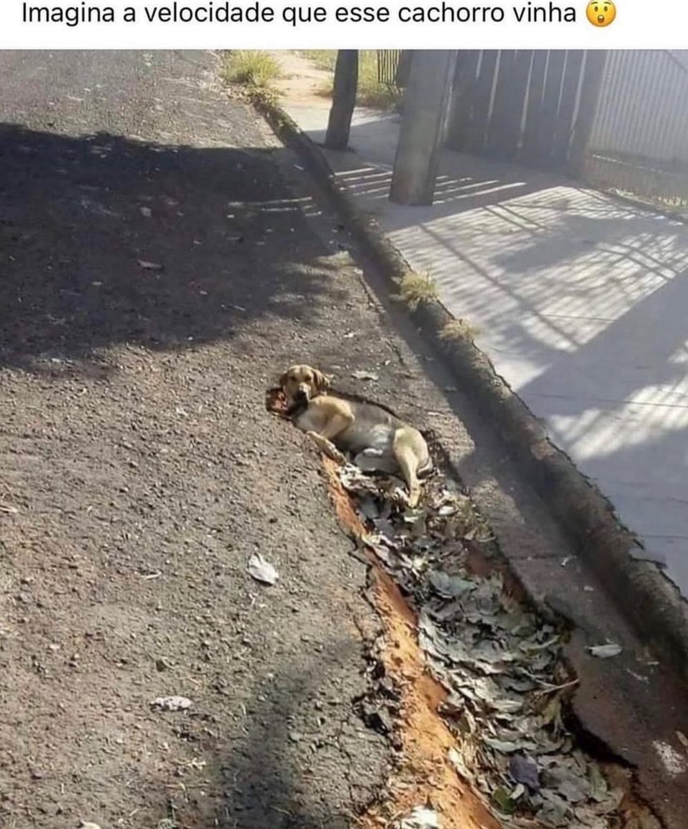 shitpostverdade's tweet photo. https://t.co/f7oqAcP35q