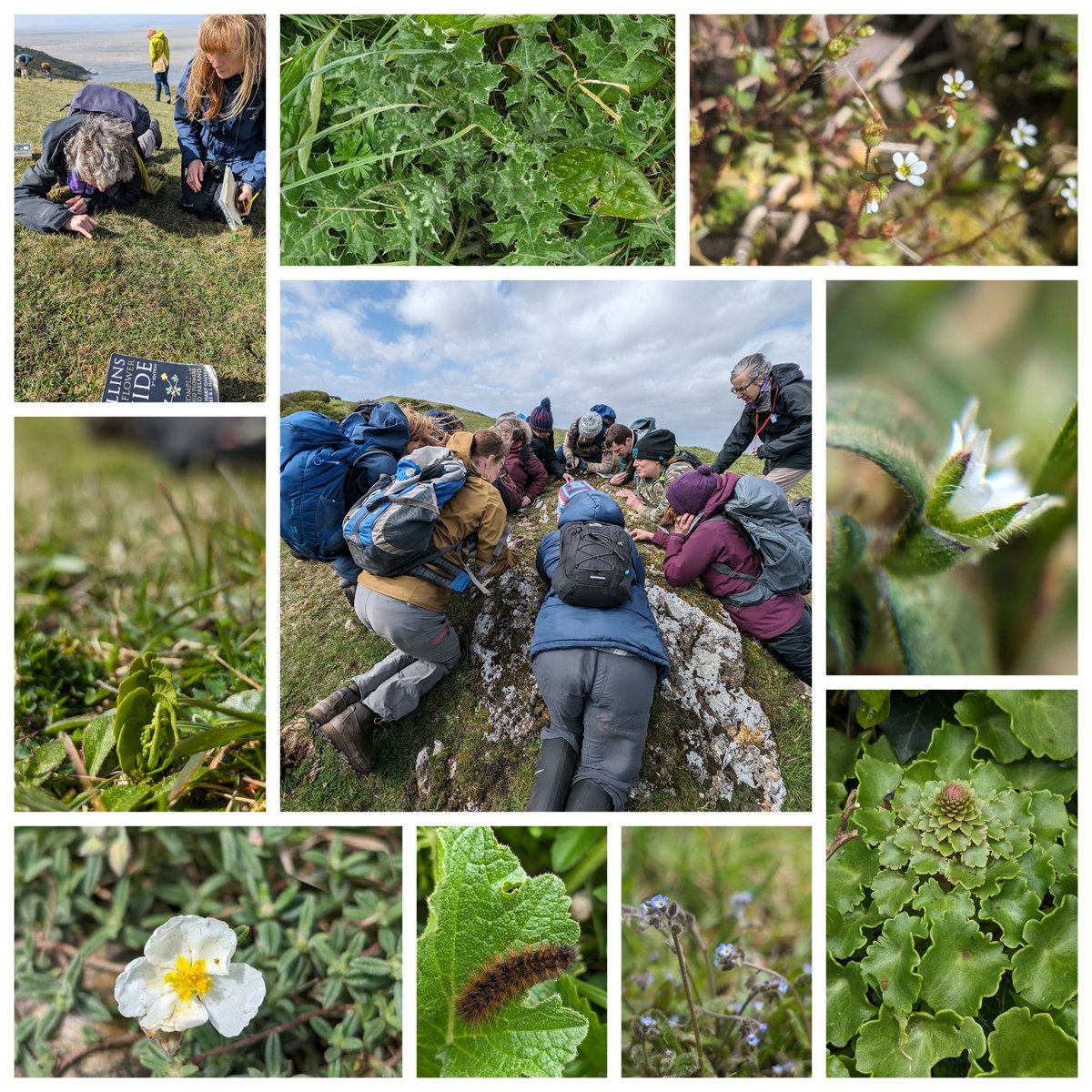 Mighty Moth Girl (@mothmighty) on Twitter photo Great day out with Somerset Rare Plant Group today at Brean Down! Dwarf Sedge, Slender Thistle, Rue-leaved Saxifrage, Moonwort, Mouse-ears, White Rock-rose, Cream Spot Tiger caterpillar, Early Forget-me-not and Navelwort #plants #nationaltrust <a href="/nationaltrust/">National Trust</a> #somerset Great day out with Somerset Rare Plant Group today at Brean Down! Dwarf Sedge, Slender Thistle, Rue-leaved Saxifrage, Moonwort, Mouse-ears, White Rock-rose, Cream Spot Tiger caterpillar, Early Forget-me-not and Navelwort #plants #nationaltrust <a href="/nationaltrust/">National Trust</a> #somerset